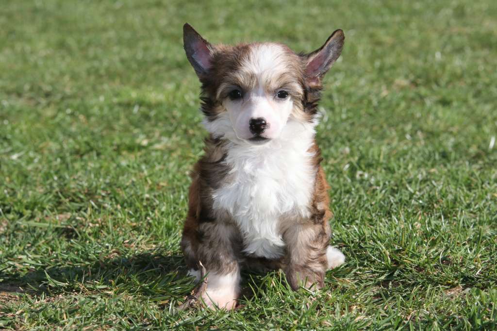 Dandelion Princes de la Roses