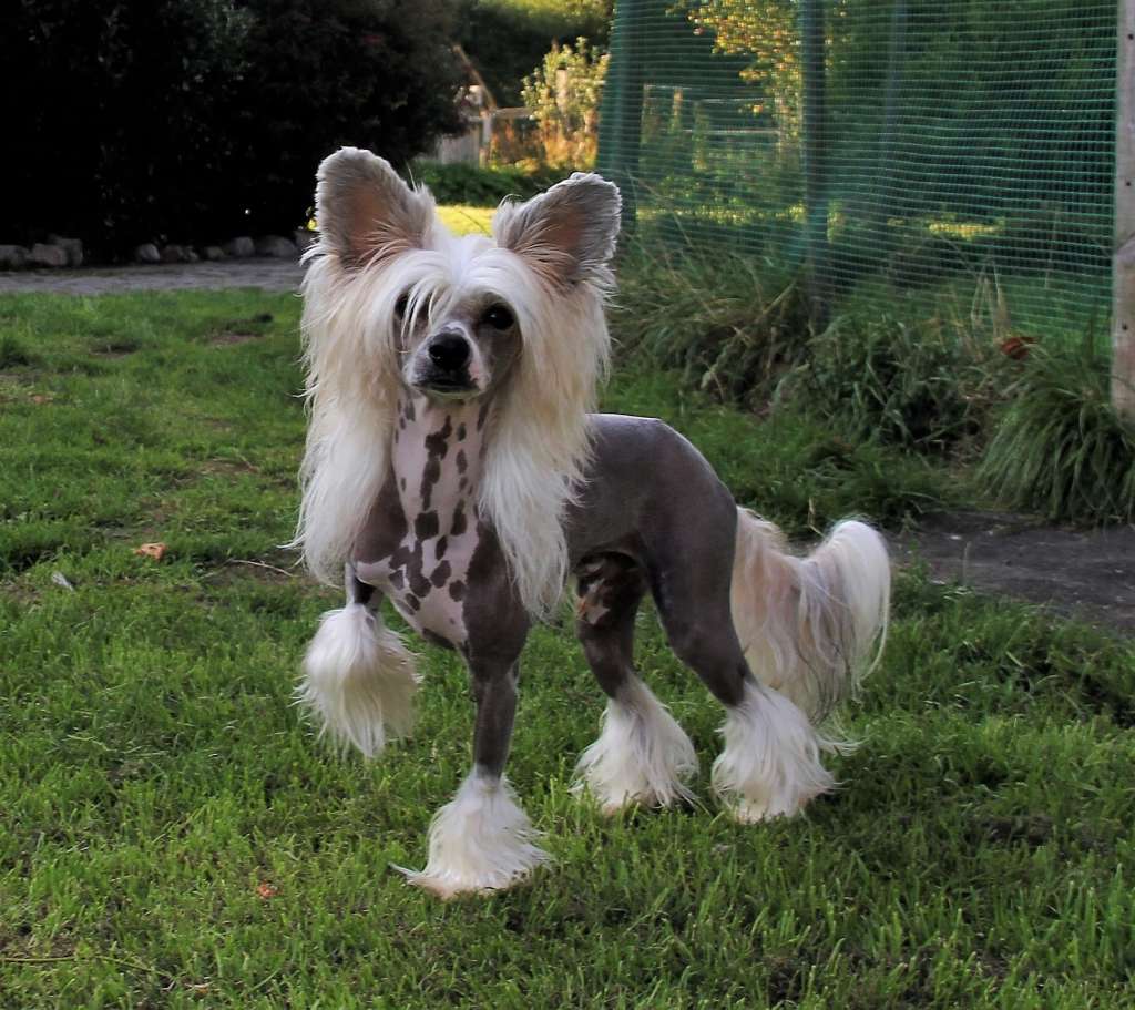 Proud Pony Laserdome