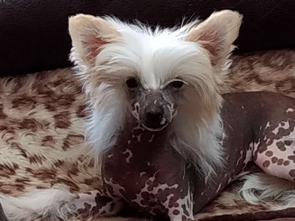 Crest-Vue Fly'N Solo With Zokasan