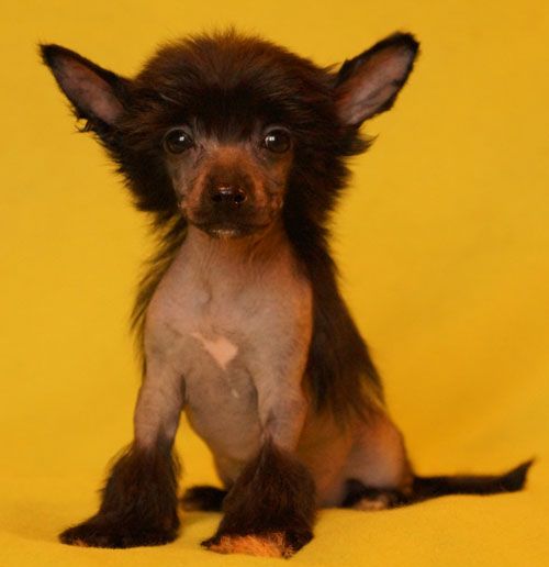 Dalokosh Kovboy Udachi