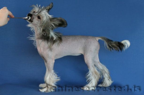 Practical Hero Blameless Baroness