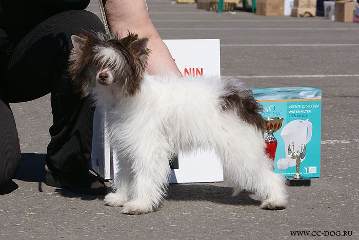 Status Imperial Keepsake