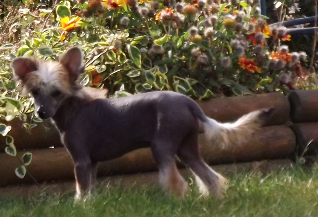 Goffreth Du Jardin De Guanglying