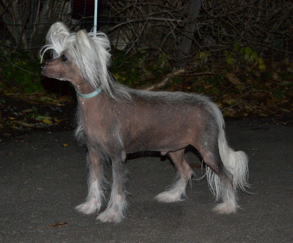 Stormblåstens Satyricon