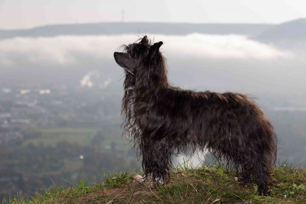 Little Crazy Cresteds Aiven