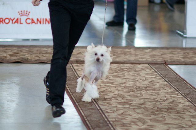 Ins Lucky Star Niagara