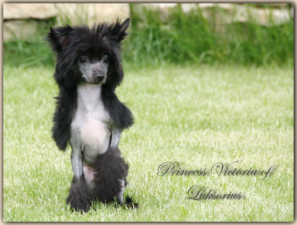 Princess Victoria of Luksorius