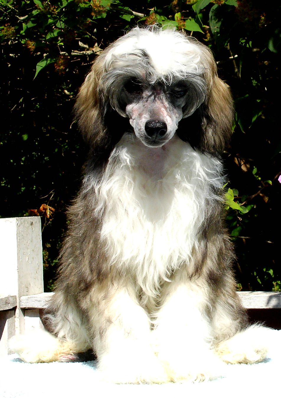 Sea Fire's Incredible Inozencia