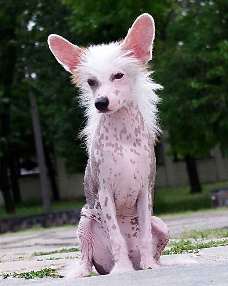 Rio-Rita Perfetto Amico