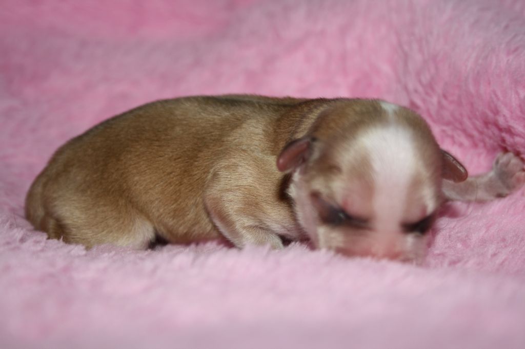 Nudaveritas Fahrenheit Absolute