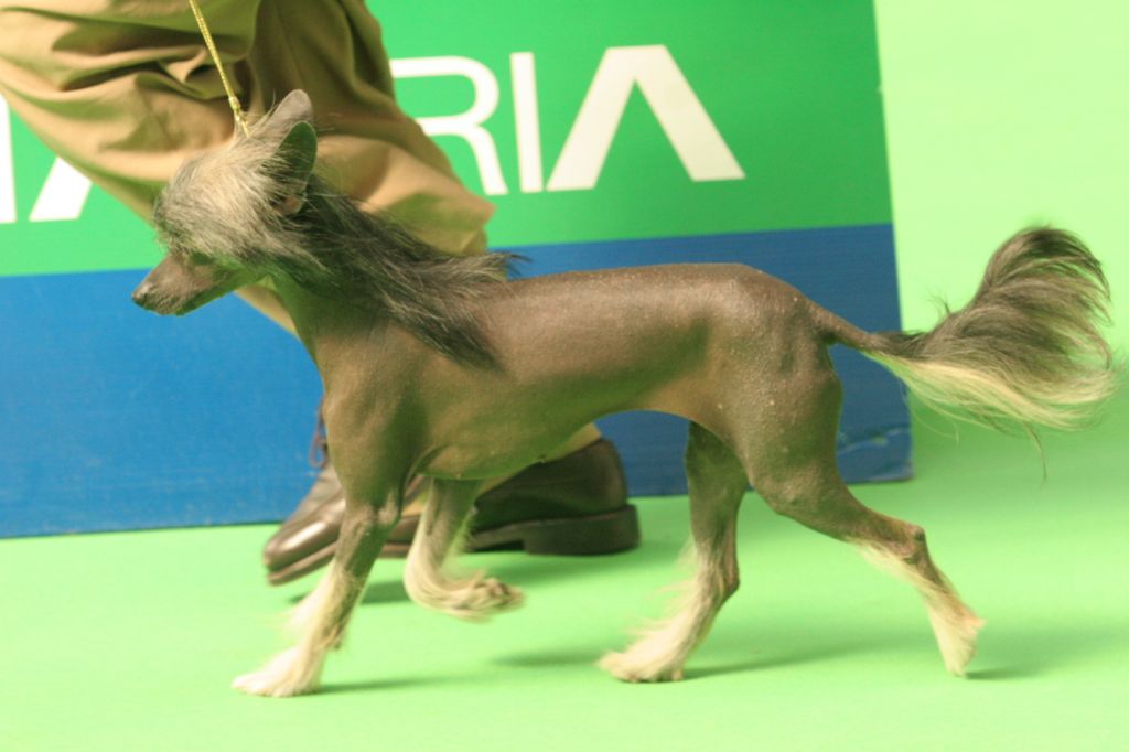 Damaura Al Yman Al Maarii Sapphire