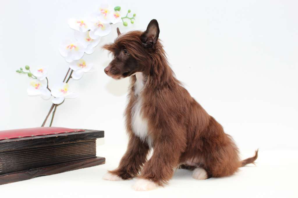 Happy Twister Gintaro Magija