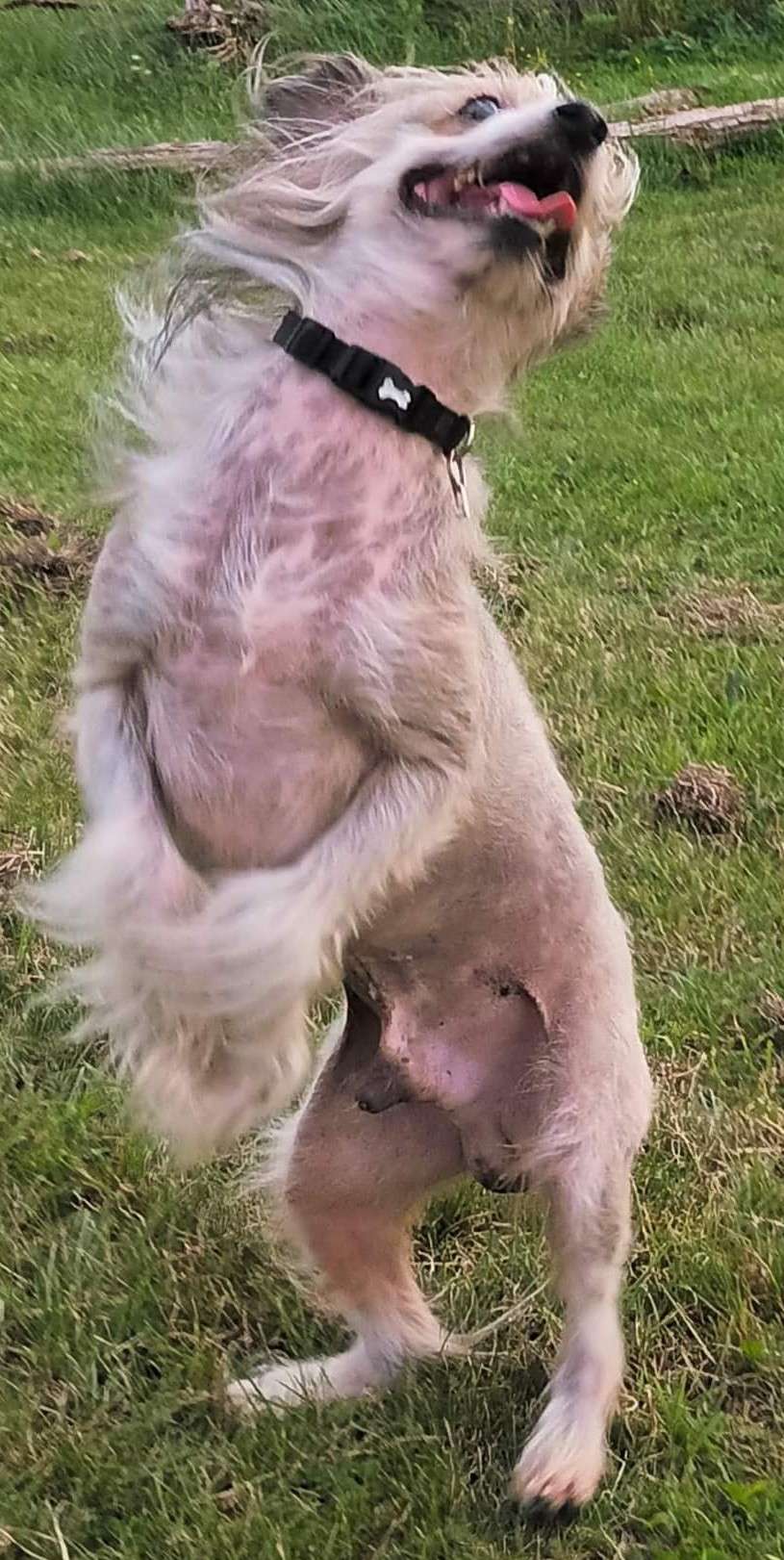 Ceffidax Guiding Spirit