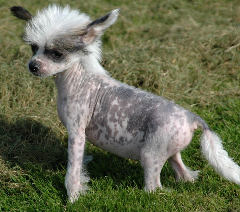 E. Azel Little Champs