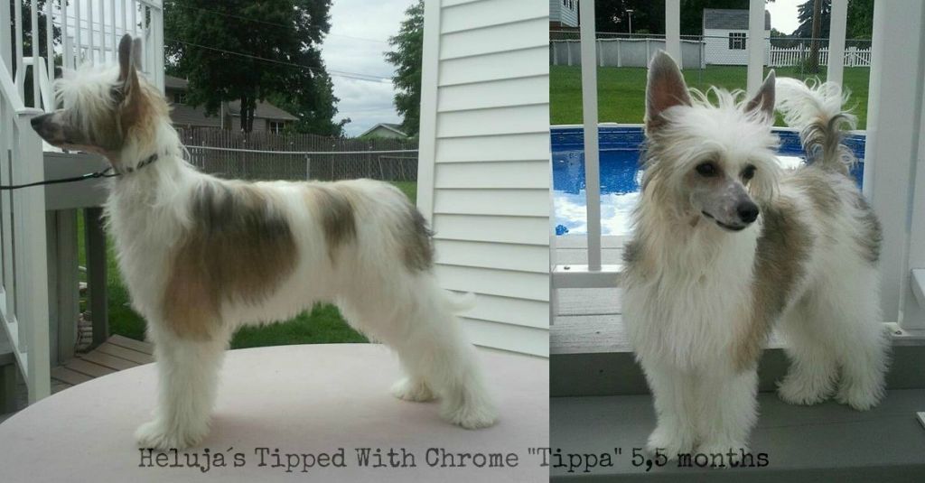 Heluja's Tipped With Chrome