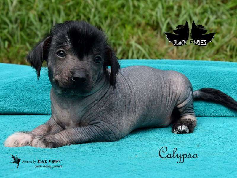 Calypso from *Black Fairies*