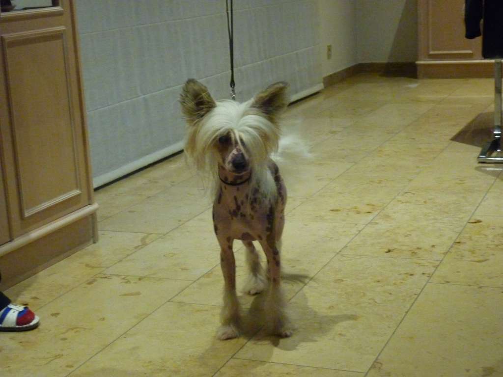 Pablo of the loving dols