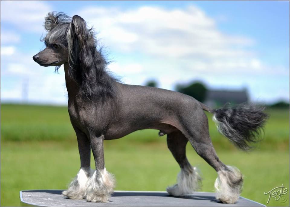 Lionheart Kash Is King