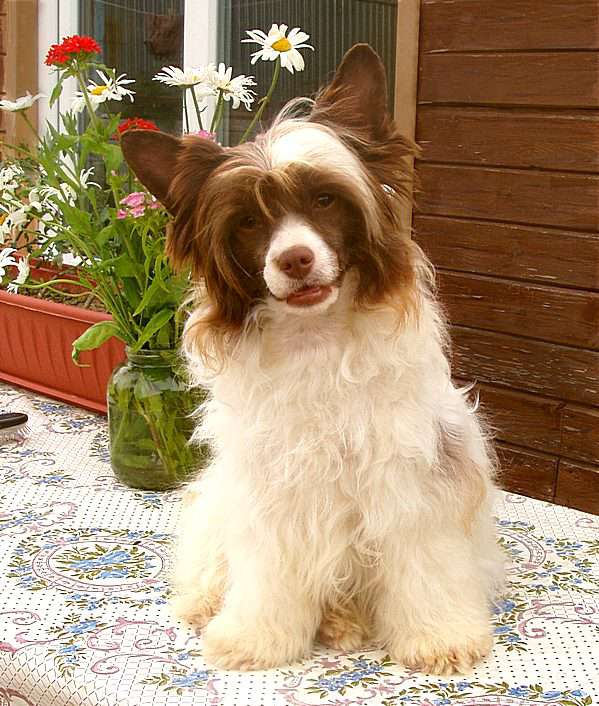 Perl Magic Primadonna