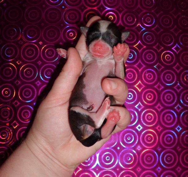 Pretty Face de L'Essence de Mon Tout