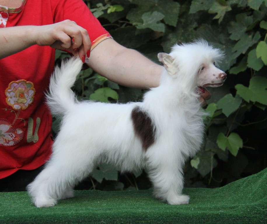 Zheneva-Debjut Shokobella