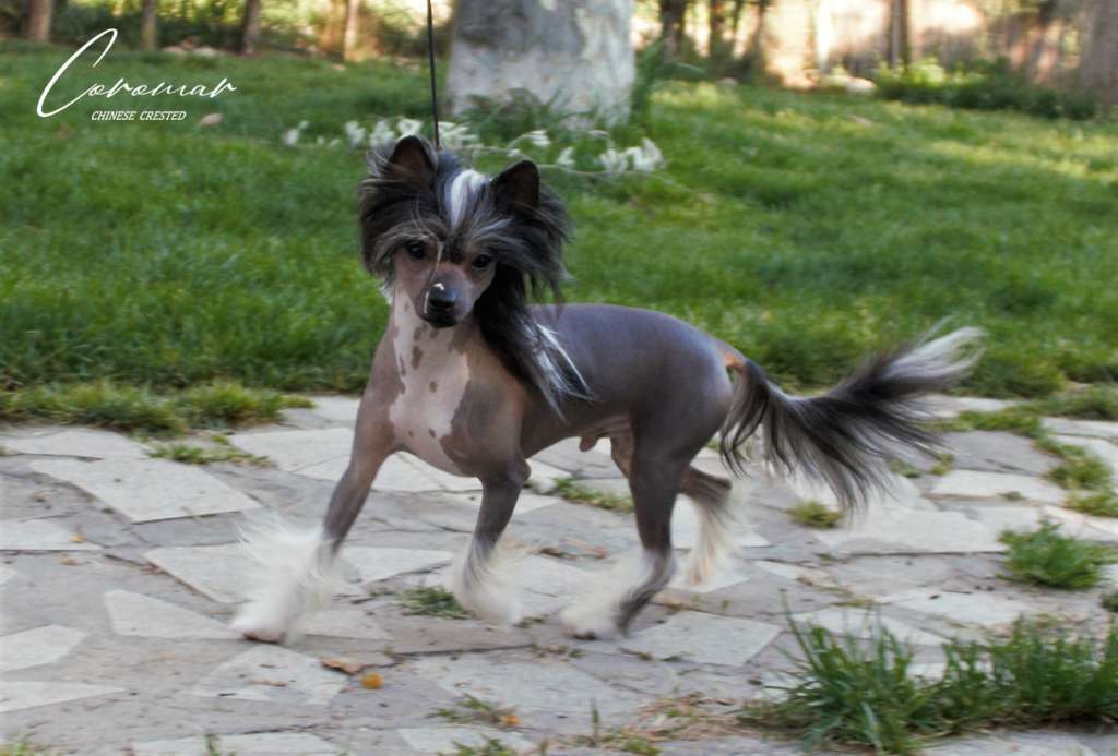 Coromar Digger Dynamite