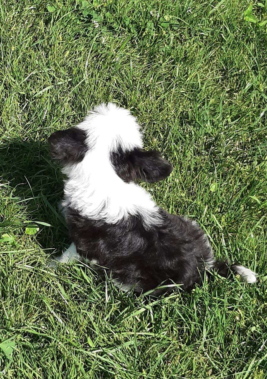 Magic of Success Donna Rose