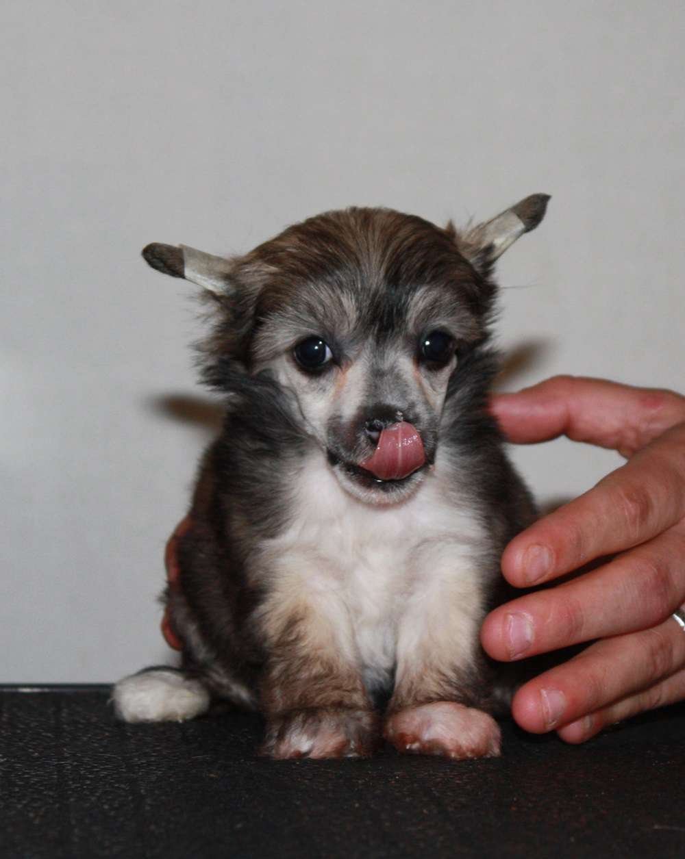 Viuvaun Oikea Ystävä