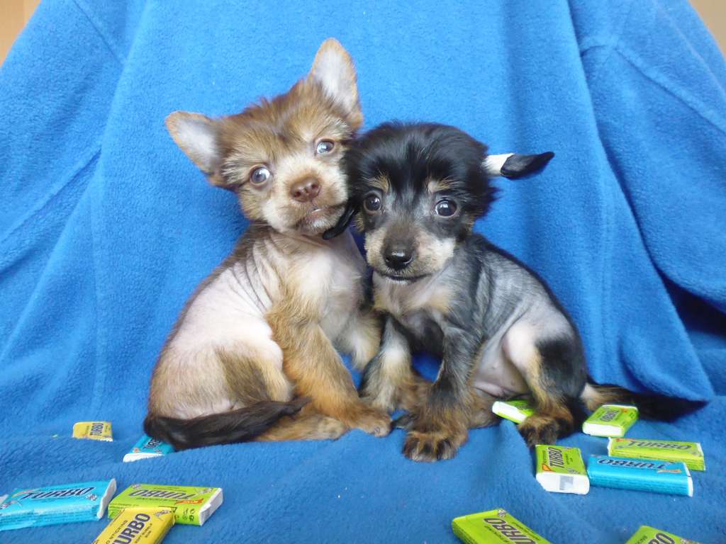 Charuyuschiy Soblazn Zemfira