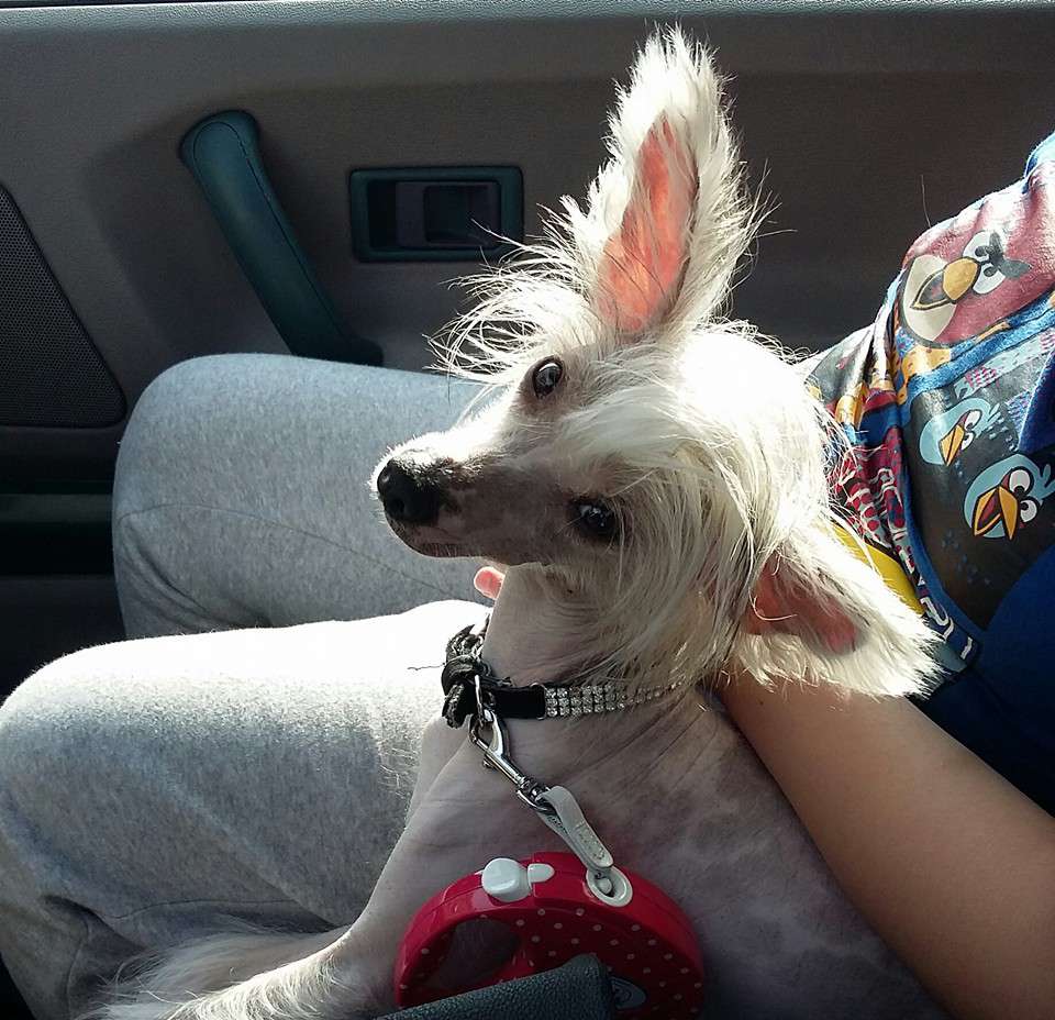 Nefra Exotic World FCI