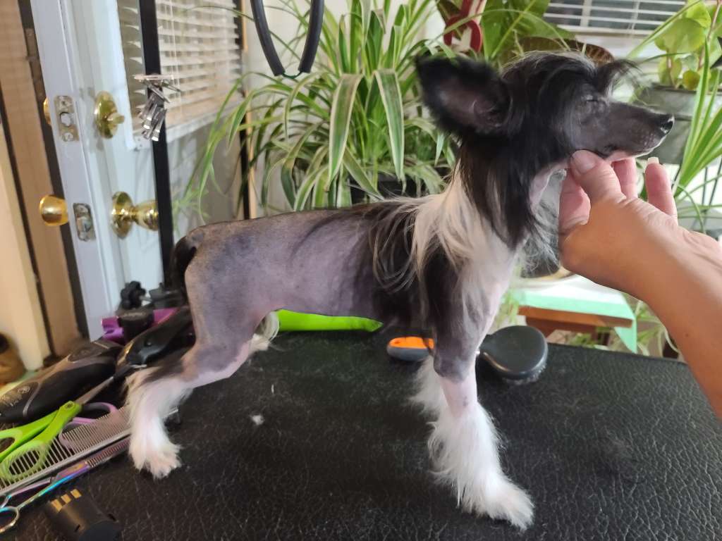 Long Haul's Dancing In the Moonlight