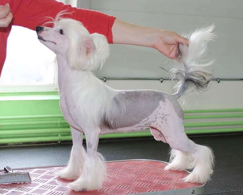 Miniatura Club Linda