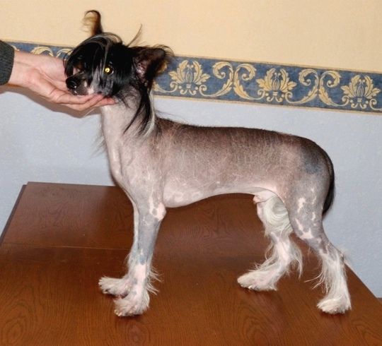 Treasure Guardians El Diabolo