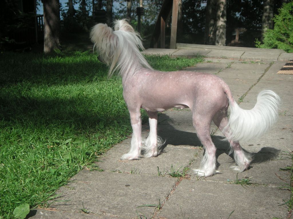 Crystal Storm Kiss Of Dawn