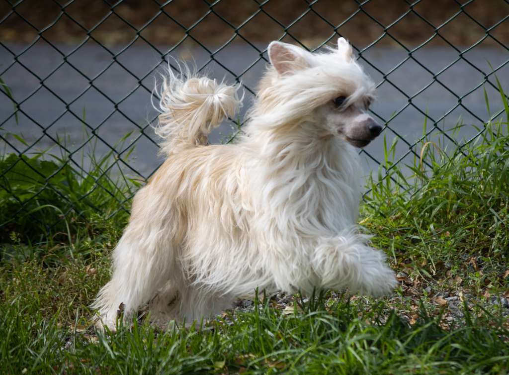 Crestilux Amazing Angel