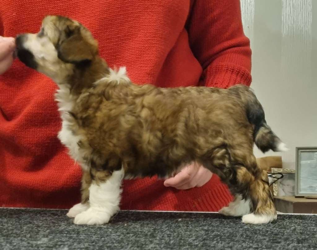 Crestwood Tempest in a Teapot