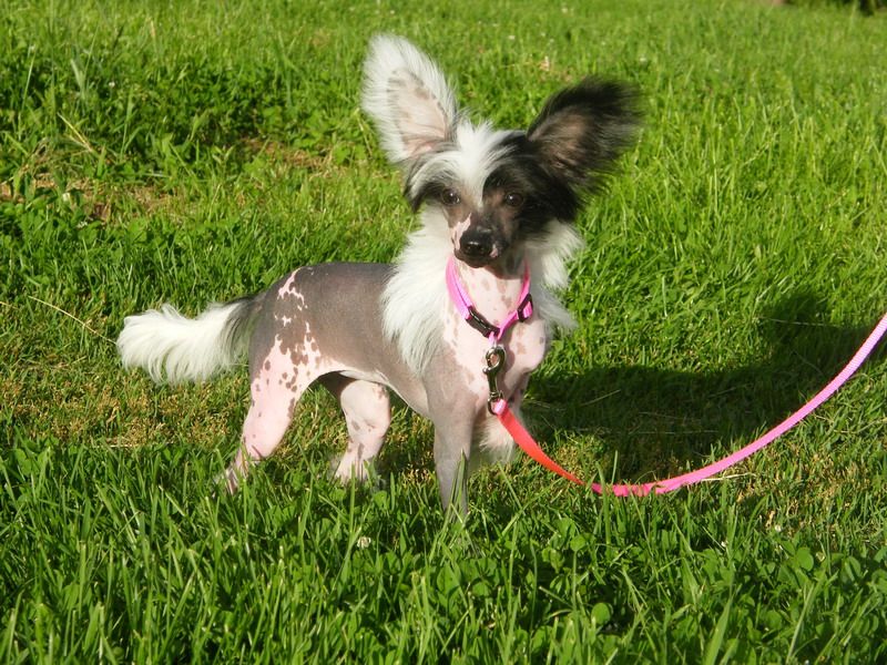 Crested Charm Evelina Little Star