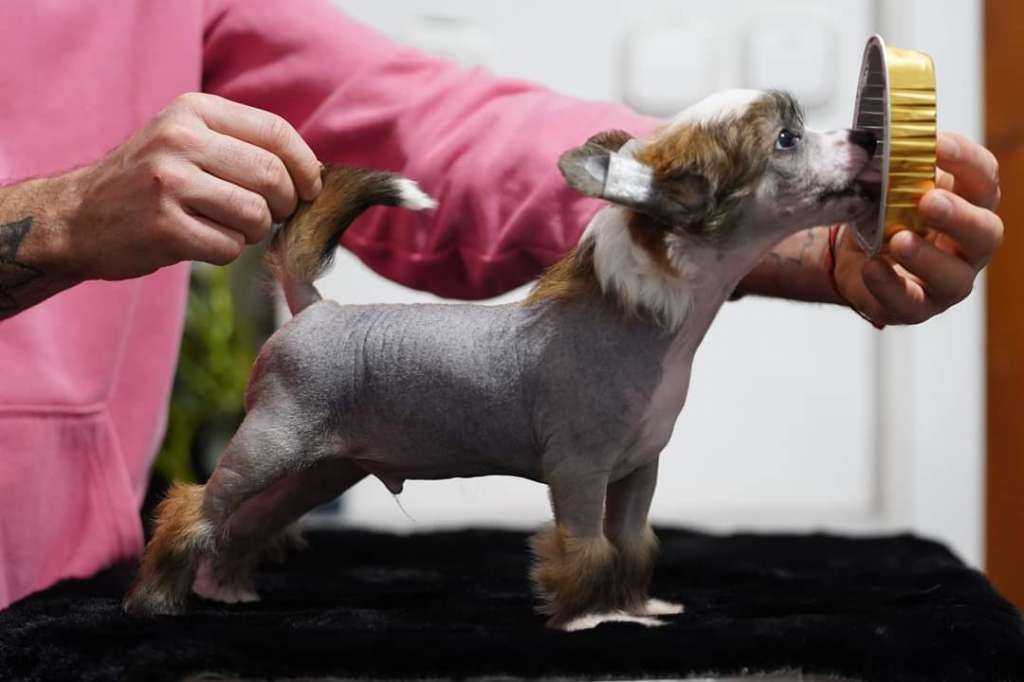 Licky Lups Too Cool For You