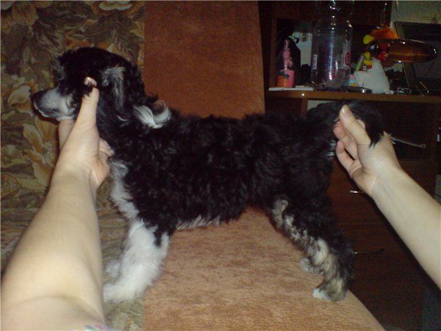 Chaina Dzhedai Premium Black