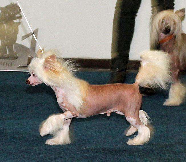 Quicksilver von Shinbashi