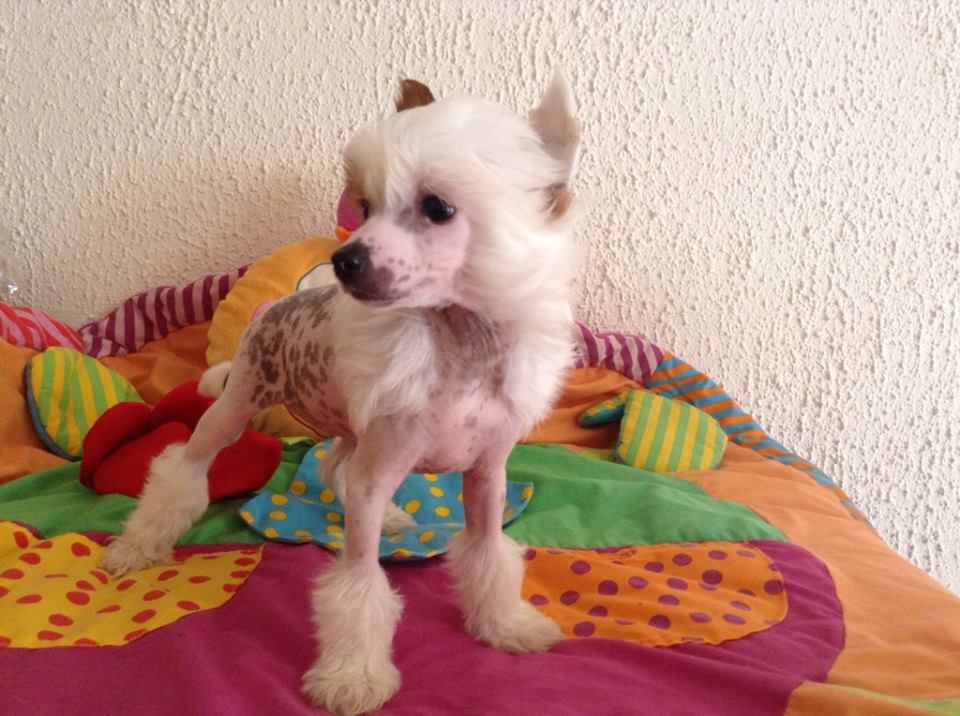 Taï Mandchou's Jalali Chillin