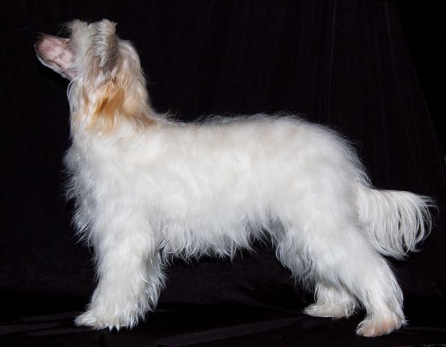 Karnelius Daisy Elisson