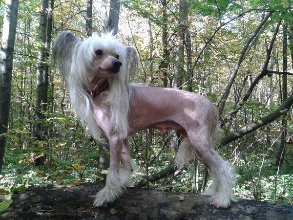 Fantastik Kashmir Exzotik Fish