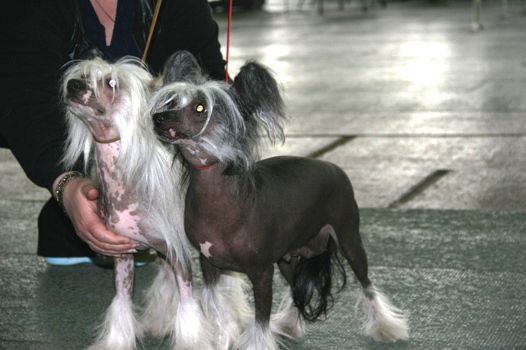 Fantastik  Kashmir  Karmelita