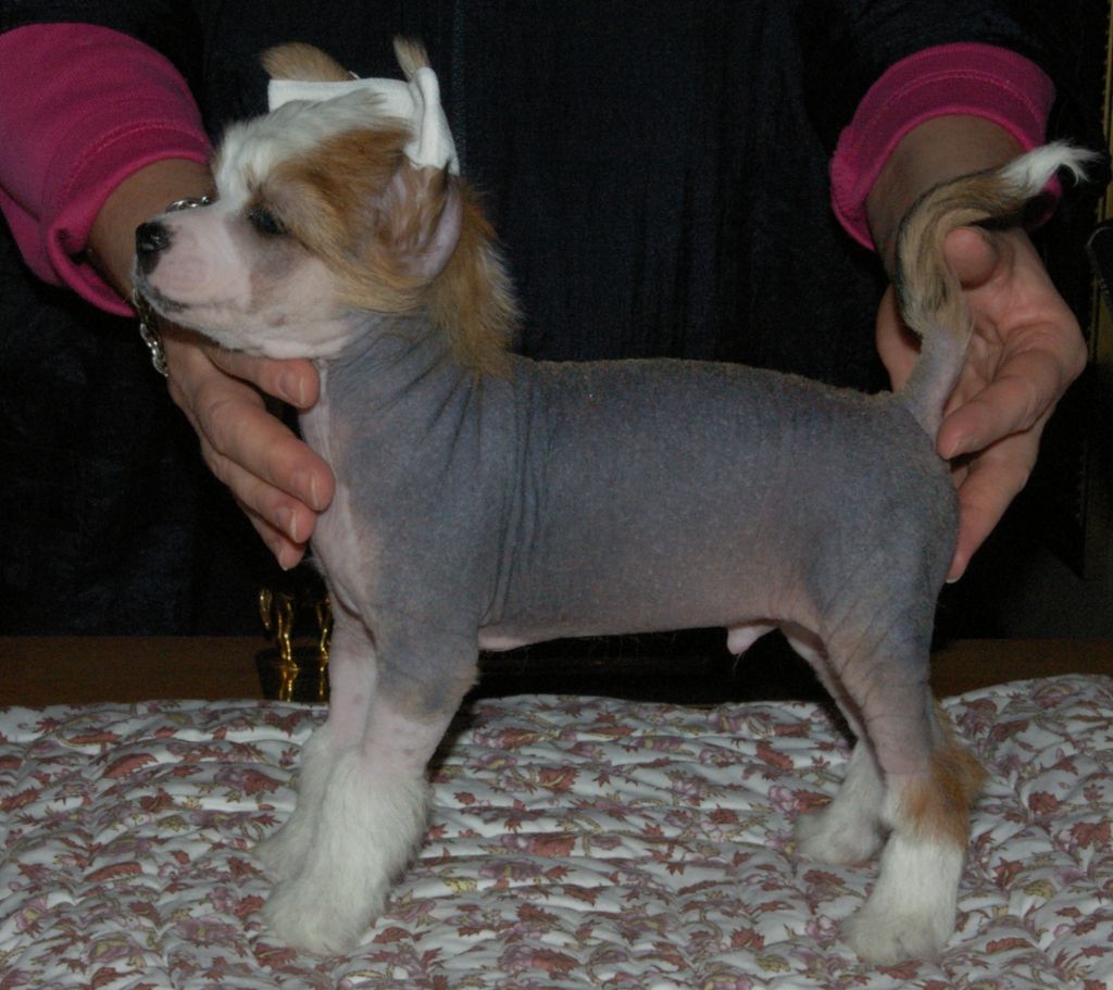 Oriental Jokes Fidji