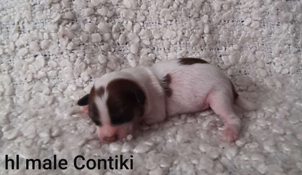 Family Song's Contiki