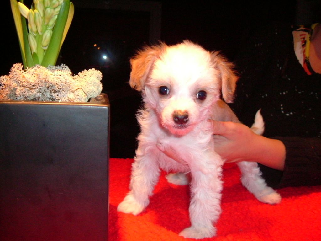 Cool Crowd's Cute Cimono-No-No