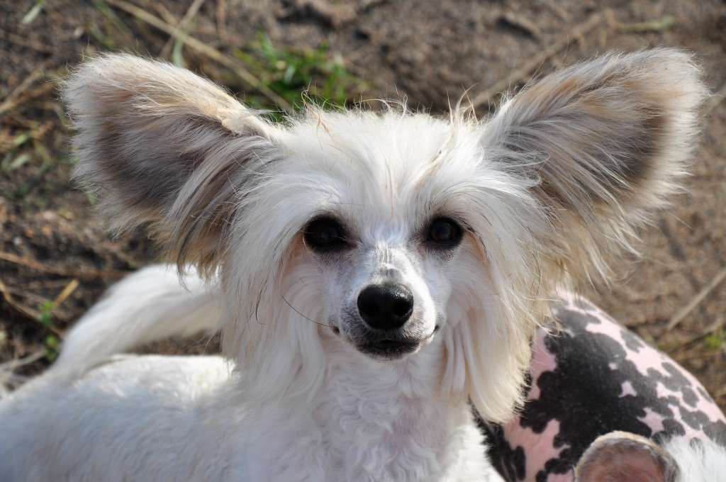 Glaphyra Winning Smile