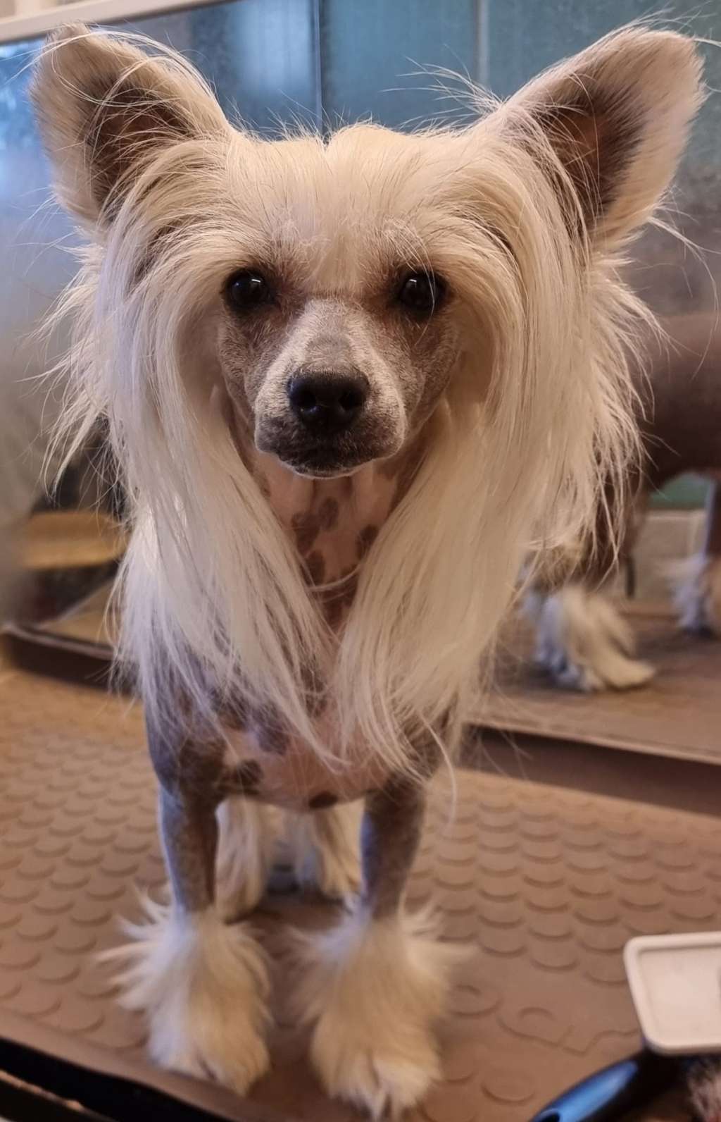 Beachcrest Nina Ricci