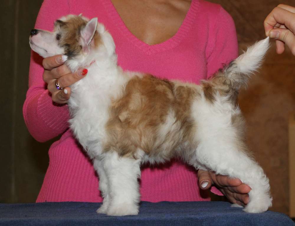 Cristoforo Colombo Cladary Triumph